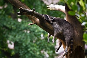 Raccoon getting better sleep in a tree